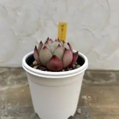 中里リンゼアナ 多肉植物⭐︎札付きのサムネイル