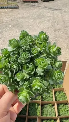 Top【選抜株】多肉植物　264249アエオニウム　グリノービア　24個　鉢無し