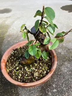 2025年最新】Yahoo!オークション -葡萄杢の中古品・新品・未使用品一覧