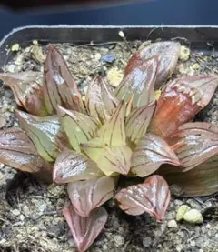 ユ*ズ様 多肉植物　ハオルチア アトロフスカミュータント錦　極上斑　超美　赤肌のサムネイル