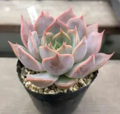 トモカ様 リクエスト 3点 まとめ商品