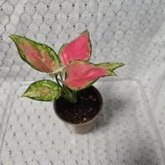 2026年最新】アグラオネマピンクの人気アイテム - メルカリ