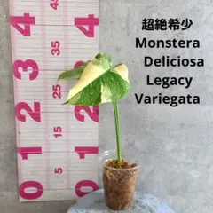 2025年最新】モンステラレガシーの人気アイテム - メルカリ