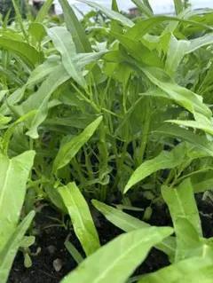 空心菜/空芯菜/エンサイ/千葉県産/約5kg入/業務用 - メルカリ