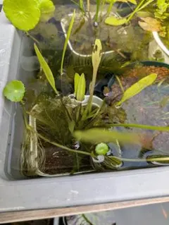 淡水ぱ フロム・カリフォルニーア！デカくて立派なバロッ！1連38.5cm 