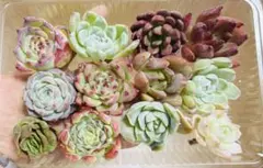多肉植物　エケベリア　韓国苗　カット苗　寄せ植えセット　多肉弁当