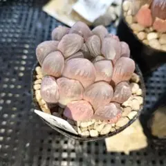 ハオルチア　ピンクドラゴンボール　一株