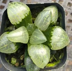 赤エゾマツ苗木 90センチ コニファー 針葉樹 苗木 鉢植え - メルカリ