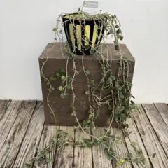 いぶきさま＊お取り置き ホヤ カーティシー 観葉植物 - メルカリ