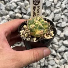 サボテン翠晃冠錦斑入り抜き苗発送 - メルカリ