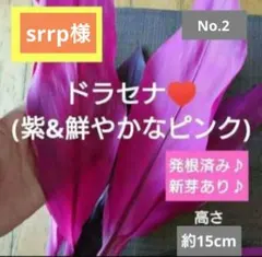 No.1【観葉植物】ドラセナ ドリーミー(白配色多め)♥️発根済み♪新芽