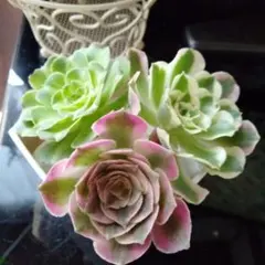 多肉植物♡*ꕤ*.カット苗✿のサムネイル