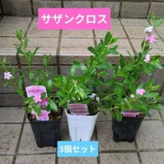 ころすけ様 リクエスト 2点 まとめ商品