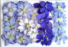 押し花　水色、青、紫色千鳥草45枚