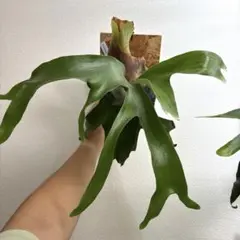 Green Nook様 リクエスト 2点 まとめ商品