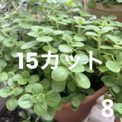 8.アロマティカス 観葉植物 多肉植物 カット苗 15カット