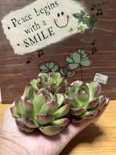 チョコ肉様 リクエスト 2点 まとめ商品