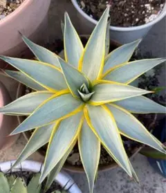 2025年最新】アガベ 親株の人気アイテム - メルカリ