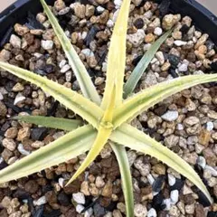 Dyckia Pallaphatのサムネイル