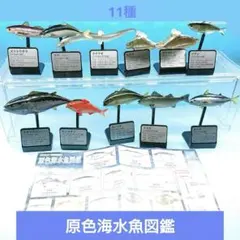 【T-ARTS】原色海水魚図鑑 クロマグロ ヒラメ スズキ カツオ 他11種のサムネイル