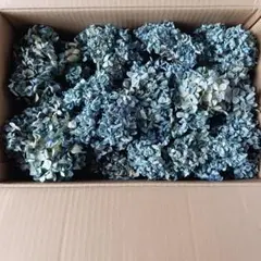 ドライフラワー ★紫陽花１２本