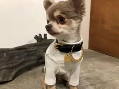 hagstyle クルーネックTシャツ 犬用M ブラック 黒 - メルカリ