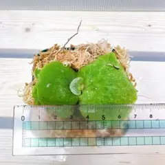 2026年最新】マダガスカリエンセの人気アイテム - メルカリ