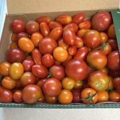 信州産　ミニトマト　コンパクトいっぱいのサムネイル