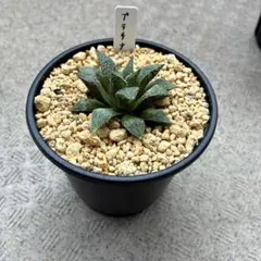 하로키아 플래티넘