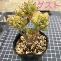 nico様 リクエスト 2点 まとめ商品