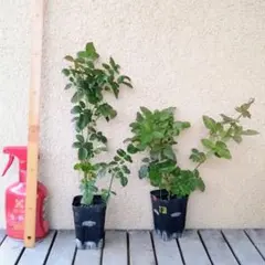 2025年最新】挿し木苗 バラの人気アイテム - メルカリ