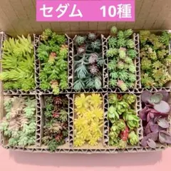 多肉植物　セダム　カット苗　10種　詰め合せ　寄せ植えセット　箱いっぱい