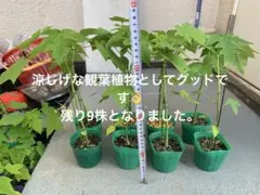 kinoko様 リクエスト 2点 まとめ商品