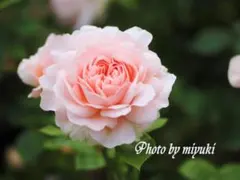 128 ★薔薇挿し木苗　アンブリッ●ローズ　ERローズ廃盤　30㎝越苗のサムネイル