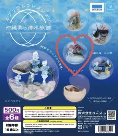 カプリウムコレクション　沖縄美ら海水族館　バンドウイルカ
