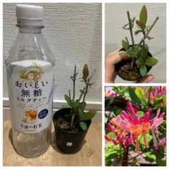 ⑥4本植え ポットごと発送 ハニーサックル スイカズラ ゴールド