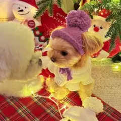 新品未使用 ハンドメイド 小型犬用 薄紫色ポンポンニット帽