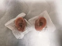 Item thumbnail for item 9cc49094-581b-4002-9729-faaecb4f71a7