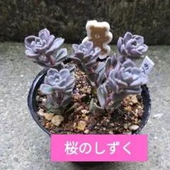 デラ様 リクエスト 2点 まとめ商品