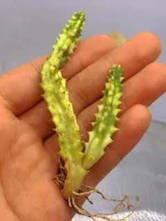 レア✨フエルニア　ヒスロピー　抜き苗 キーワード：Huernia での検索結果＠あるびの精肉店