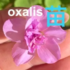 バラ咲き　オギザリス苗　オックスローズ　八重咲きNo6 グランドカバー