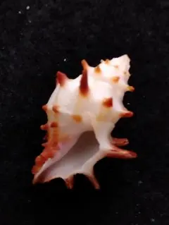 貝殻の標本　ホソトゲレイシダマシ（アクキガイ科）