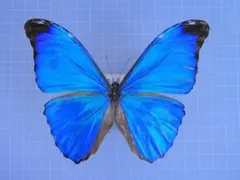 極美個体】レテノールモルフォ蝶 蛾ピカソモスモルフォチョウ昆虫標本