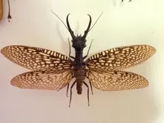 2025年最新】オオキバヘビトンボの人気アイテム - メルカリ