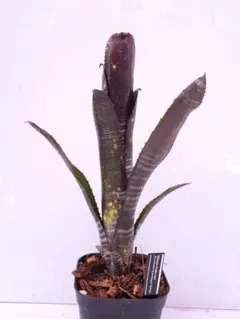 2026年最新】タンクブロメリア ビルベルギアの人気アイテム - メルカリ