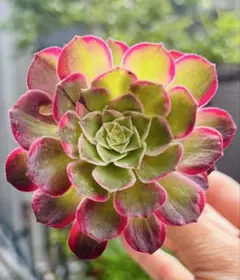 多肉植物。V錦法師抜き苗 - メルカリ