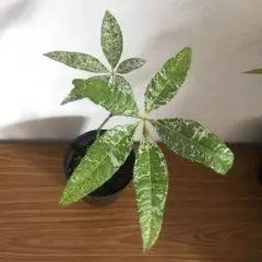 2025年最新】パキラ ミルキーウェイ 接木の人気アイテム - メルカリ