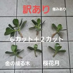 2026年最新】金の成る木の人気アイテム - メルカリ