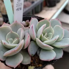 2025年最新】ストリクチフローラノヴァの人気アイテム - メルカリ