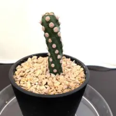 T@様 リクエスト 2点 まとめ商品